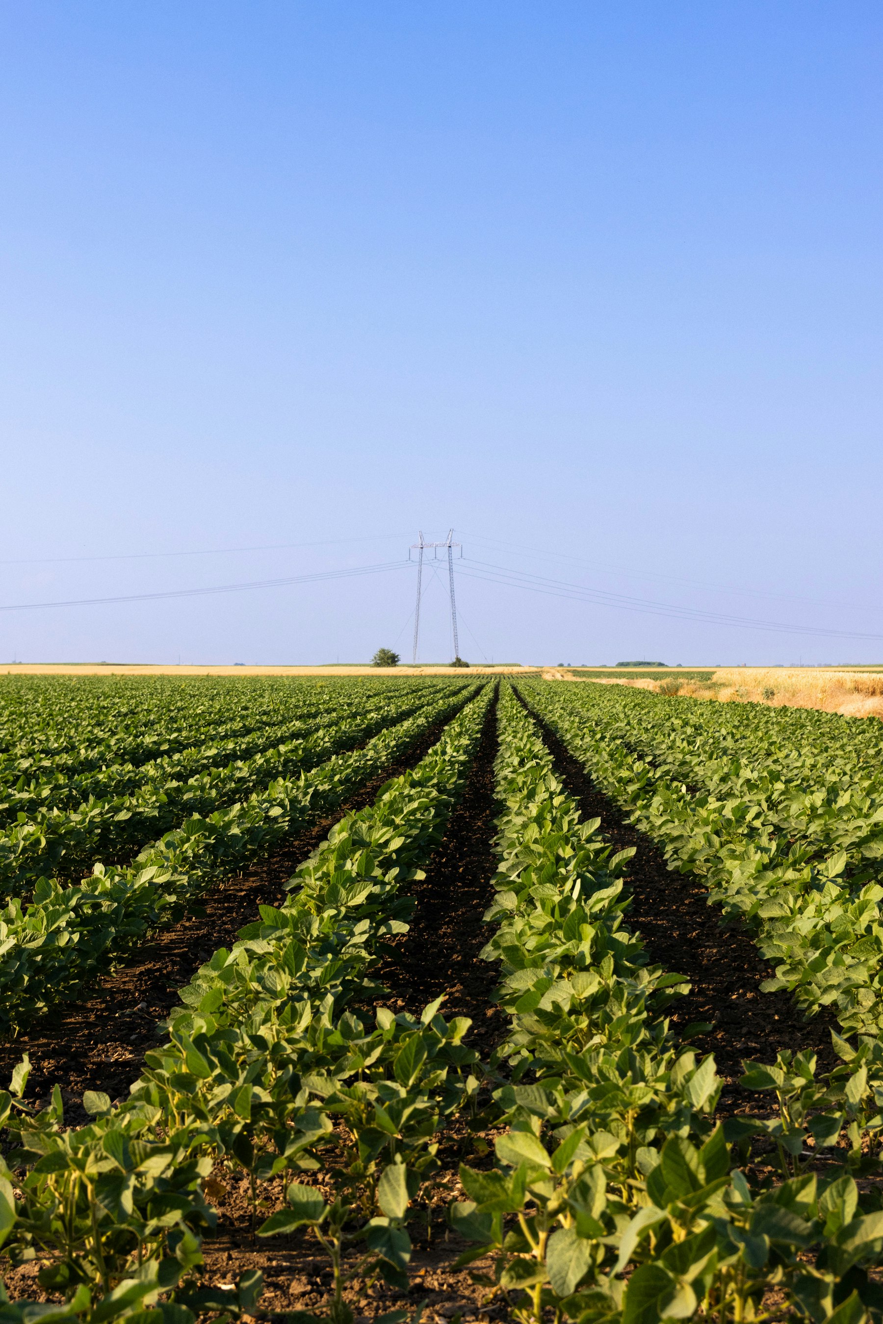 Crop rows